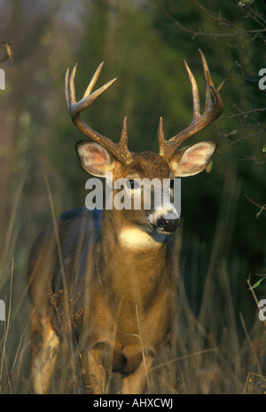 White Tailed Deer Buck in Autumn Odocoileus virginianus Eastern United States, by George E. Stewart/Dembinsky Photo Assoc Stock Photo