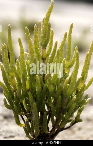 Perennial glasswort Stock Photo