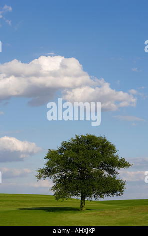 Lone oak tree in a field Stock Photo - Alamy