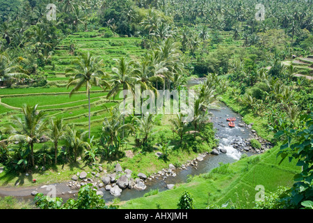 Rafting Ayung River Gorge Rice Terraces Ubud Bali Indonesia Stock Photo