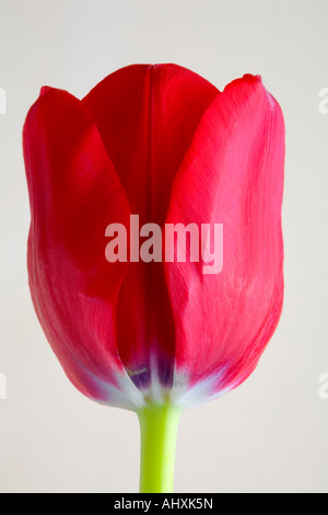 red tulip flower on a grey background still life Stock Photo