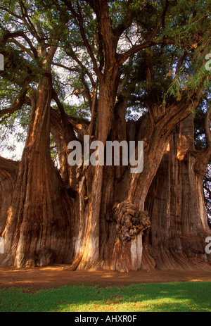 Tule Tree, Ahuehuete Cypress tree, Ahuehuete, Cypress, tree, Cypress tree, Mexican conifer, Santa Maria el Tule, Oaxaca State, Mexico Stock Photo