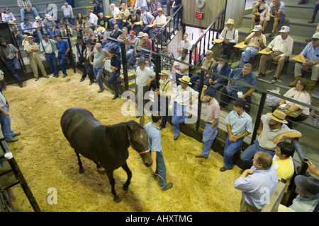 Shipshewana Indiana Horses are bought and sold at the weekly auction at the Trading Place Stock Photo