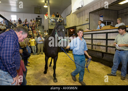 Shipshewana Indiana Horses are bought and sold at the weekly auction at the Trading Place Stock Photo