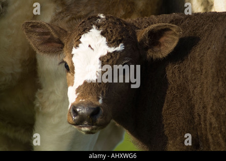 dh Calf COW ANIMAL White patched brown calf crossbreed cow face close up Stock Photo