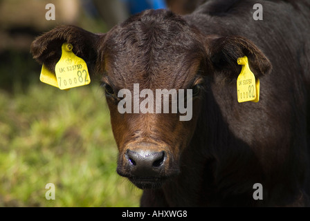 dh Calf COW UK Brown faced calf cow face close up tags control ident farm scotland ear tag Stock Photo