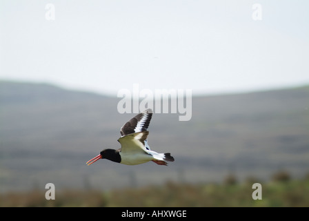 dh Haematopus ostralegus WADERS UK Common pied Oyster catcher bird in flight oystercatcher birds scotland wader eurasian Stock Photo