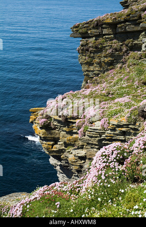 dh Marwick Head BIRSAY ORKNEY Seacliff top sea pink flowers North Atlantic Ocean coast Stock Photo