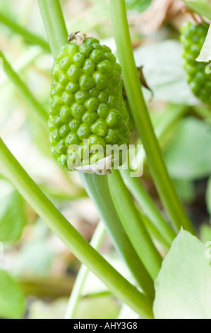 Green fruits of cuckoo pint Araceae Arum maculatum lords and ladies portland arrowroot cuckoopint Stock Photo