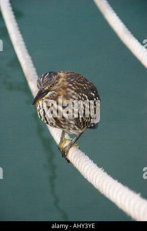 Lava Little Heron in the Parque Nacional National Park Santa Cruz Galapagos Islands Stock Photo