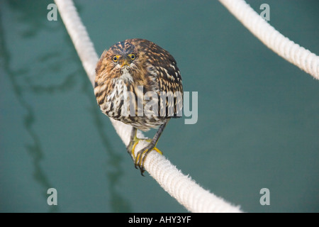 Lava Little Heron in the Parque Nacional National Park Santa Cruz Galapagos Islands Stock Photo