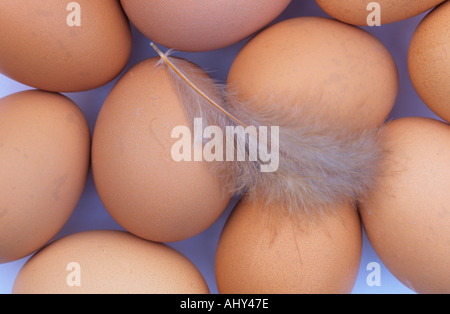 Organic Hens Eggs Summer Bucks UK Stock Photo