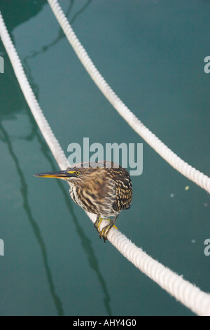 Lava Little Heron in the Parque Nacional National Park Santa Cruz Galapagos Islands Stock Photo