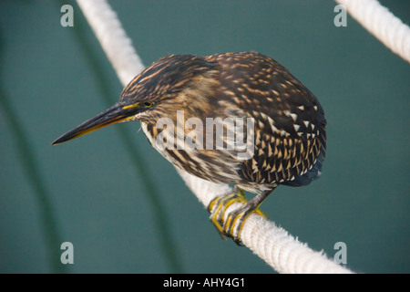 Lava Little Heron in the Parque Nacional National Park Santa Cruz Galapagos Islands Stock Photo