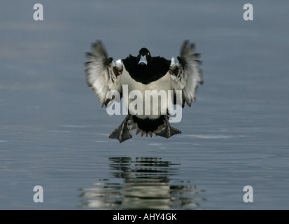 Tufted duck Aythya fuligula Male in flight and landing sequence Switzerland winter Stock Photo