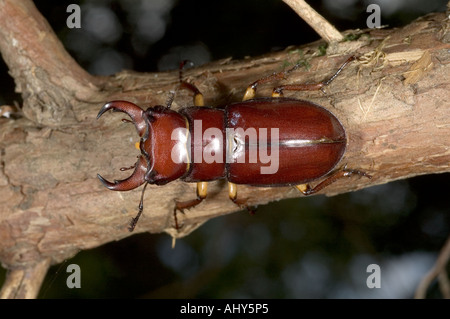 Reddish-brown Stag Beetle (Pseudolucanus capreolus) adult male. Dorsal view, top view. Stock Photo