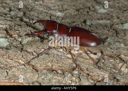 Reddish-brown Stag Beetle (Pseudolucanus capreolus) adult male Stock Photo