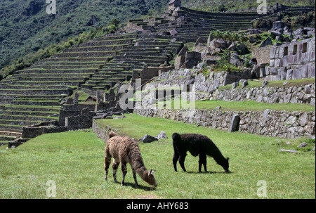 Llamas, Machu Picchu, Peru Stock Photo