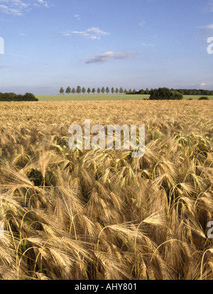 Barley crop almost ripe for harvest in landscape setting Essex England UK Stock Photo
