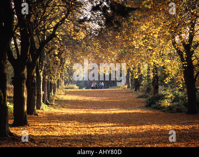 Weald Country Park avenue of old Horse Chestnut trees autumn colour landscape in Essex countryside group of people walking Brentwood England UK Stock Photo