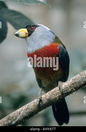 Toucan Barbet (Semnornis ramphastinus) Endemic, La Planada Nature Reserve, Colombia Stock Photo