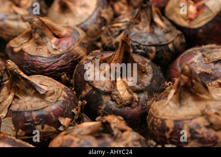 unpeeled Chinese water chestnut Root of aquatic plant Eleocharis dulcis Sweet nutty flavour with white flesh Used in Chinese Stock Photo