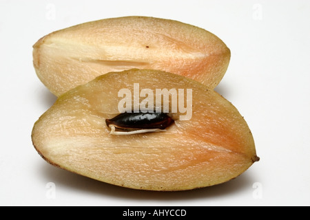 ciku fruit from Malaysia Brown sandy exterior Soft sweet flesh when ...