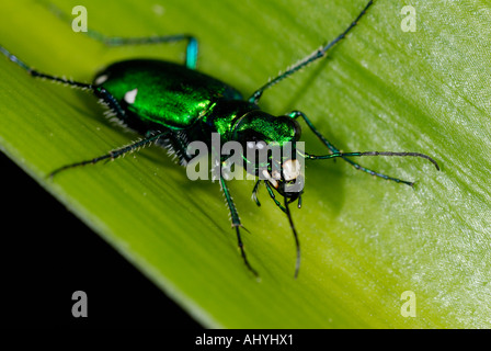Green "Tiger Beetle", Cicindela sexguttata, on green leaf Stock Photo