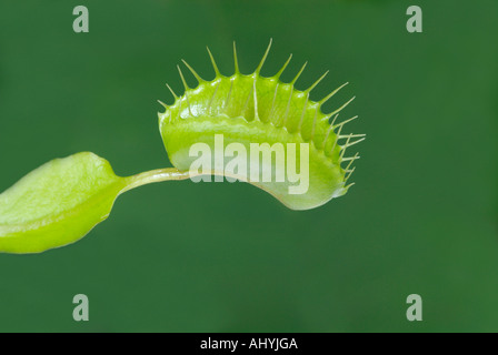 Venus flytrap, Dionaea muscipula Stock Photo