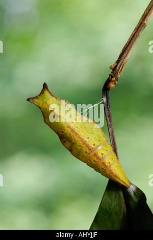 Spicebush swallowtail, Papilio troilus, chrysalis pupa Stock Photo