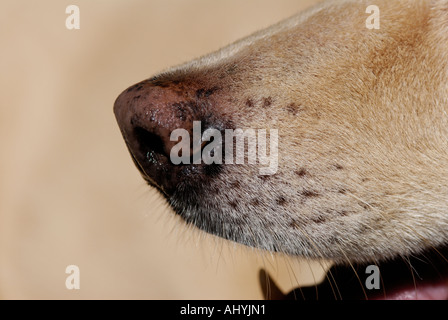 Dog's nose close-up with open mouth panting and canine tooth Stock Photo