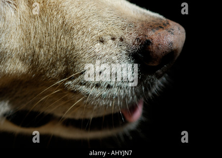 Dog's nose close-up with open mouth and tongue Stock Photo