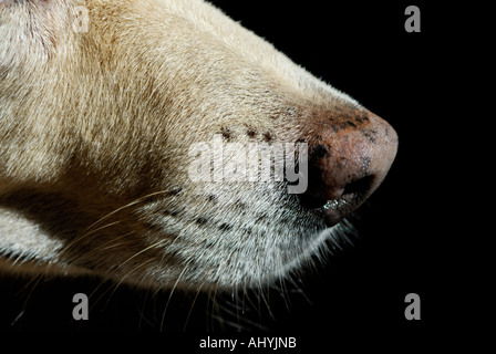 Dog's nose close-up Stock Photo