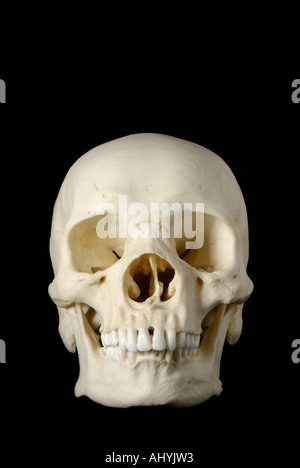 Human skull model against black background Stock Photo