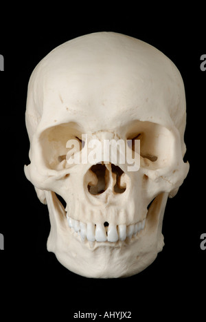 Human skull model against black background