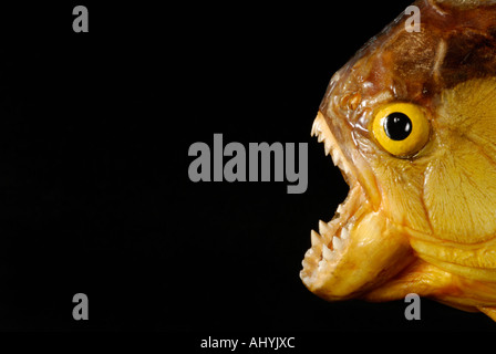 Piranha with mouth open showing teeth against black background Stock ...