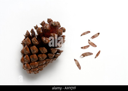Serotinous pine tree cone with seeds released after heat exposure Stock Photo