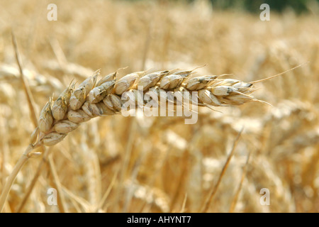 Ear of wheat ready for harvest in a farm field in Essex, United Kingdom Stock Photo
