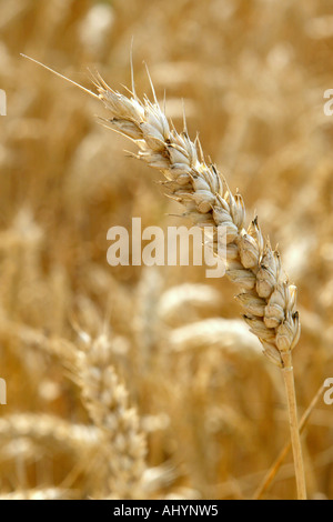 Ear of wheat ready for harvest in a farm field in Essex, United Kingdom Stock Photo