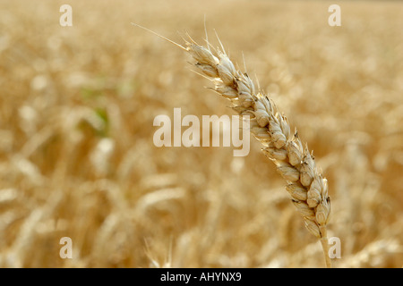 Ear of wheat ready for harvest in a farm field in Essex, United Kingdom Stock Photo