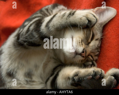 cat sleeping on its back Stock Photo