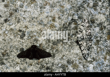Peppered Moth Melanistic Normal form on pale background Biston betularia Essex UK IN000273 Stock Photo