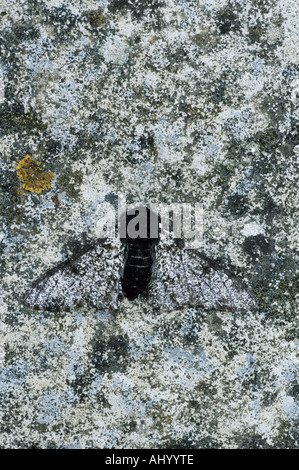 Peppered Moth Intermediate form Biston betularia Essex UK IN000274 Stock Photo
