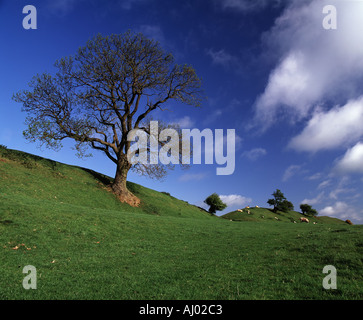 View of skeletal tree against an deep blue sky with grazing cattle topping the ancient site of Burrough Hill Leicestershire Stock Photo