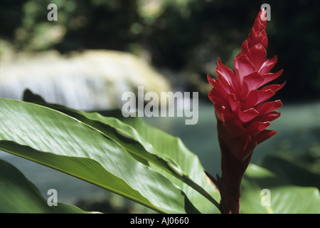 Red flower close-up in tropical garden, Vanuatu Stock Photo