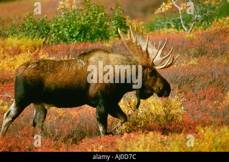 Alaska Bull Moose walks through low bushes with their autumn colors Denali National Park Alaska Stock Photo