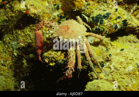 Crab in the wild. Stock Photo