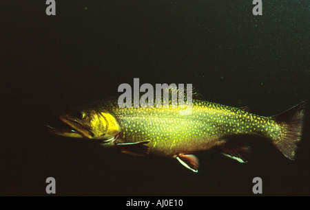 Brook trout in the wild. Stock Photo