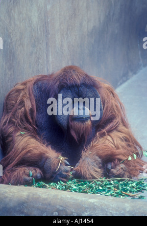 huge orangutan  USA Stock Photo