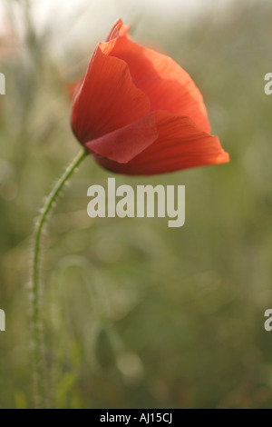 Single flower of wild red poppy on blue sky background with focus on ...